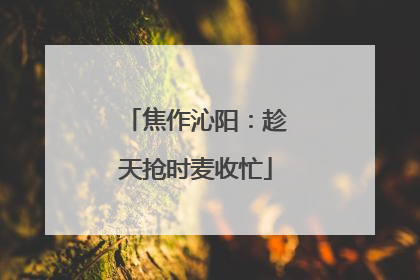 焦作沁阳：趁天抢时麦收忙