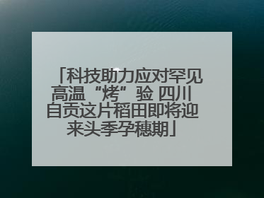科技助力应对罕见高温“烤”验 四川自贡这片稻田即将迎来头季孕穗期