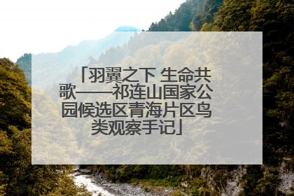 羽翼之下 生命共歌——祁连山国家公园候选区青海片区鸟类观察手记