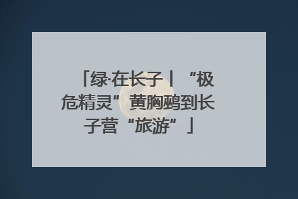 绿·在长子丨“极危精灵”黄胸鹀到长子营“旅游”