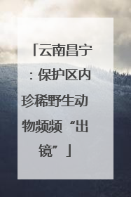云南昌宁：保护区内珍稀野生动物频频“出镜”