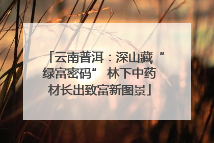 云南普洱：深山藏“绿富密码” 林下中药材长出致富新图景