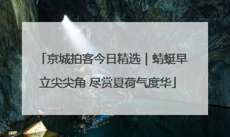 京城拍客今日精选｜蜻蜓早立尖尖角 尽赏夏荷气度华