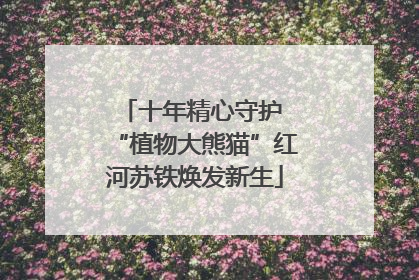 十年精心守护 “植物大熊猫”红河苏铁焕发新生