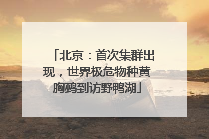 北京：首次集群出现，世界极危物种黄胸鹀到访野鸭湖