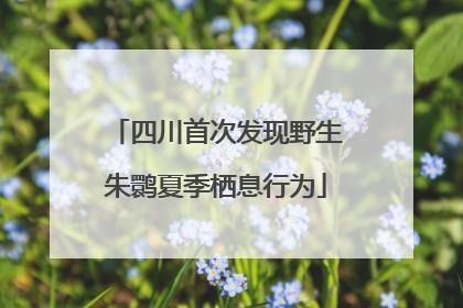 四川首次发现野生朱鹮夏季栖息行为