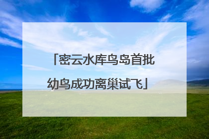密云水库鸟岛首批幼鸟成功离巢试飞