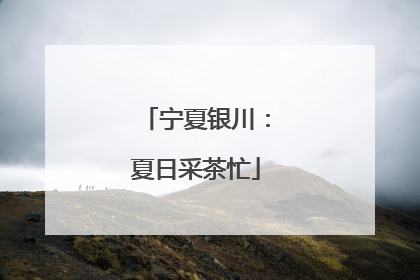 宁夏银川：夏日采茶忙