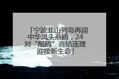 宁波韭山列岛再迎中华凤头燕鸥，24对“酷鸥”喜结连理迎接新生命