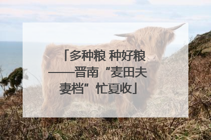 多种粮 种好粮——晋南“麦田夫妻档”忙夏收