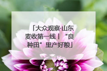 大众观察·山东麦收第一线丨“良种田”里产好粮