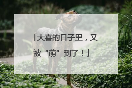 大喜的日子里，又被“萌”到了！