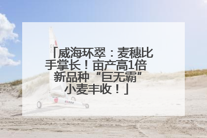 威海环翠：麦穗比手掌长！亩产高1倍 新品种“巨无霸”小麦丰收！