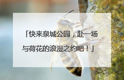 快来泉城公园，赴一场与荷花的浪漫之约吧！