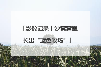 影像记录丨沙窝窝里长出“蓝色牧场”