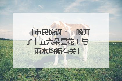 市民惊讶：一晚开了十五六朵昙花！与雨水均衡有关