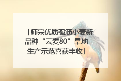 师宗优质强筋小麦新品种“云麦80”旱地生产示范喜获丰收