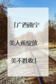 广西南宁美人蕉绽放美不胜收