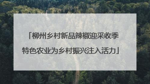柳州乡村新品辣椒迎采收季 特色农业为乡村振兴注入活力