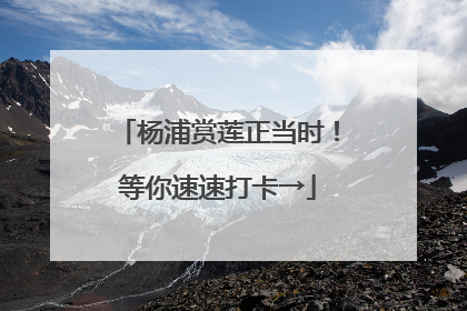 杨浦赏莲正当时！等你速速打卡→
