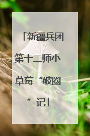 新疆兵团第十二师小草莓“破圈”记