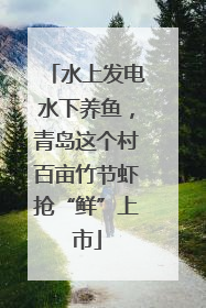 水上发电水下养鱼，青岛这个村百亩竹节虾抢“鲜”上市