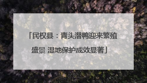 民权县：青头潜鸭迎来繁殖盛景 湿地保护成效显著