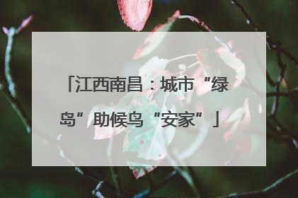 江西南昌：城市“绿岛”助候鸟“安家”