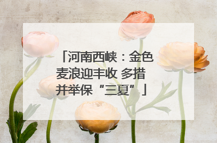 河南西峡：金色麦浪迎丰收 多措并举保“三夏”