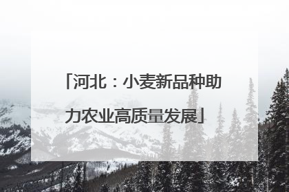 河北：小麦新品种助力农业高质量发展