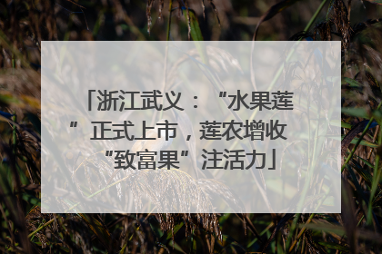 浙江武义：“水果莲”正式上市，莲农增收“致富果”注活力