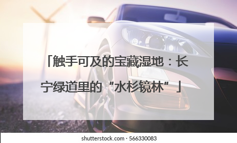 触手可及的宝藏湿地：长宁绿道里的“水杉镜林”
