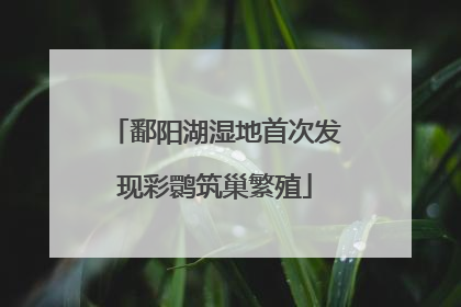 鄱阳湖湿地首次发现彩鹮筑巢繁殖