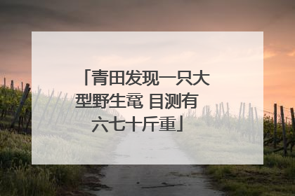 青田发现一只大型野生鼋 目测有六七十斤重