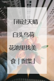 雨过天晴 白头鸟荷花池里找美食｜图集
