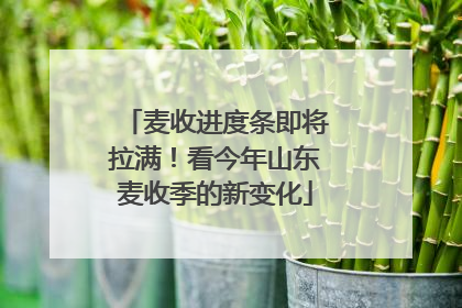 麦收进度条即将拉满！看今年山东麦收季的新变化