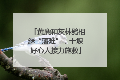黄麂和灰林鸮相继“落难”，十堰好心人接力施救