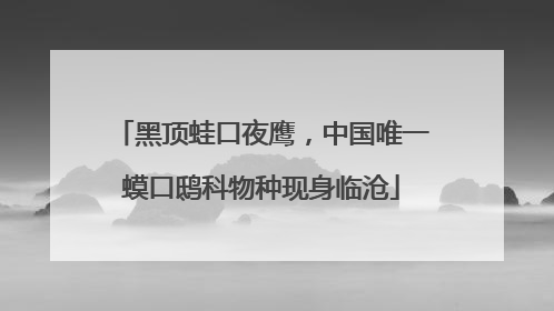 黑顶蛙口夜鹰，中国唯一蟆口鸱科物种现身临沧