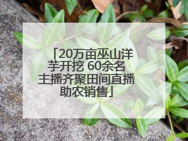 20万亩巫山洋芋开挖 60余名主播齐聚田间直播助农销售