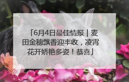 6月4日最佳情报｜麦田金穗飘香迎丰收，凌霄花开娇艳多姿！恭喜